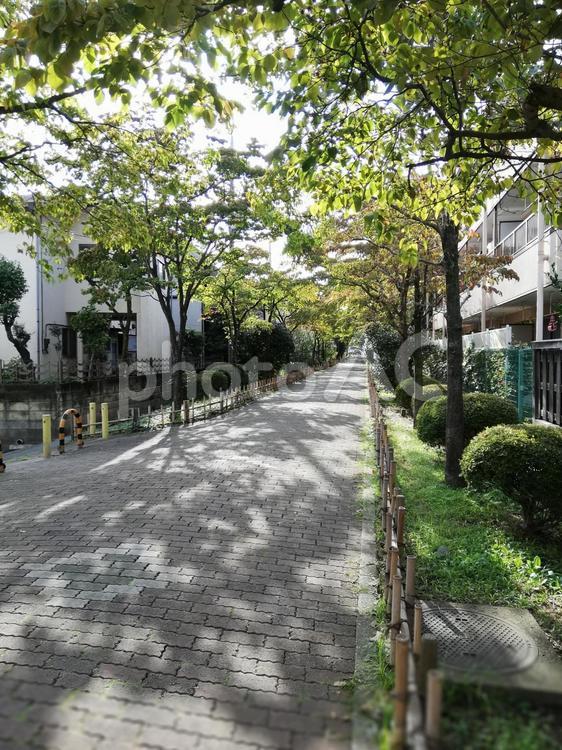 秋の木漏れ日 庭園,道路,何人もありませんの写真素材
