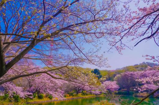 桜と池が織りなす春の光景 桜と池が織りなす春の光景 桜,池,反射の写真素材