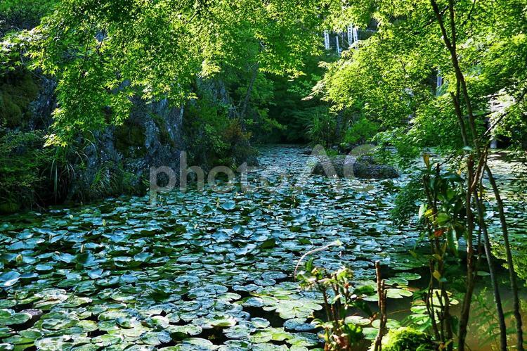 睡蓮のある池2 睡蓮,花,開花の写真素材