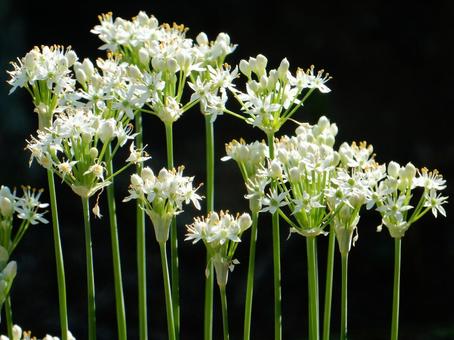 【花の写真】ニラの花 【花の写真】ニラの花 ニラ,韮,花の写真素材