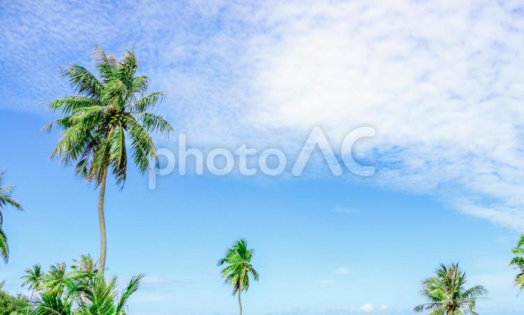 青空とヤシの木 グアム,リゾート,観光地の写真素材
