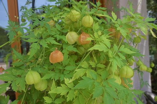 フウセンカズラを撮りました フウセンカズラ,風船状の果実,8月の写真素材