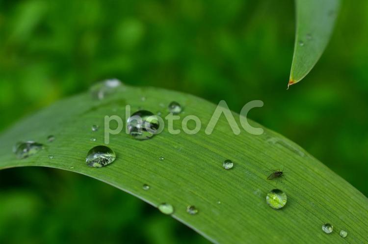雨上がりの宝石 雨,雨上がり,緑の写真素材