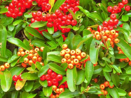 ピラカンサ1 ピラカンサ,タチバナモドキ,黄色の写真素材