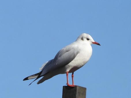 ユリカモメの写真