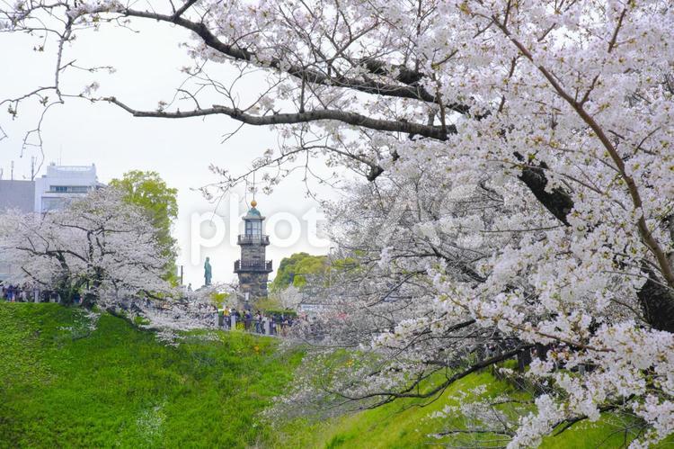 【東京】九段坂の桜 ソメイヨシノ,サクラ,さくらの写真素材