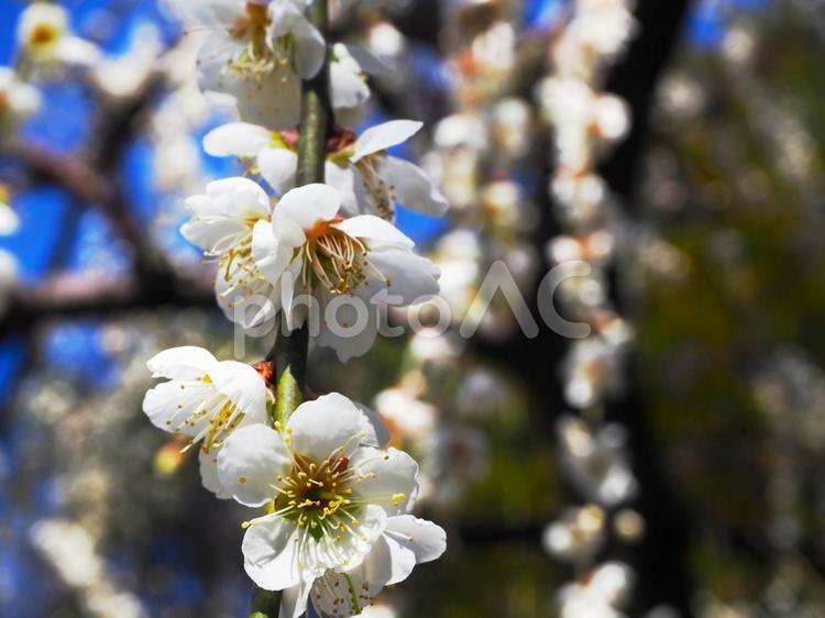 青空に映える白い梅の花 梅,花,植物の写真素材