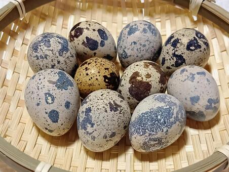 うずら卵 卵,たまご,生卵の写真素材