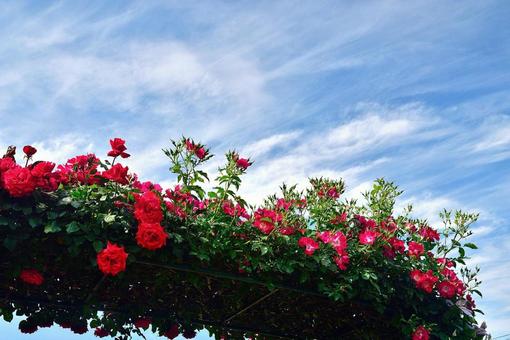 ローズガーデンの写真