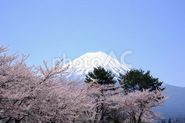 富士山と桜、青空の風景 富士山,桜,ソメイヨシノの写真素材