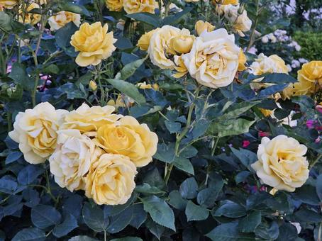 白薔薇 白薔薇の写真