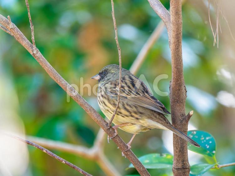 枝にとまるアオジ アオジ,野鳥,鳥の写真素材