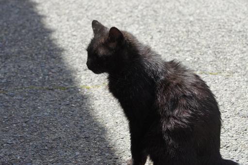 ねこ ねこの写真