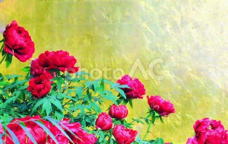 紅い牡丹の花と金屏風 牡丹,赤色,花の写真素材