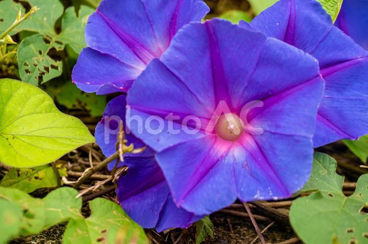 朝顔の花のアップ/アサガオ/Morning glory 朝顔,アサガオ,夏の写真素材
