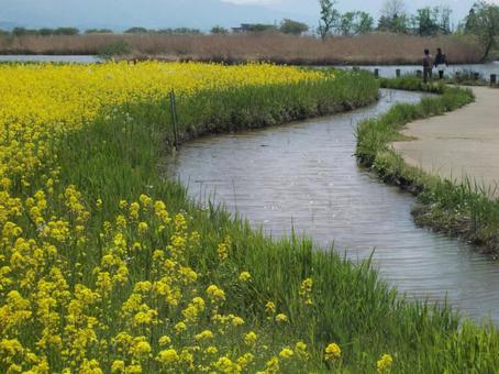 福島潟の春 福島潟の春 福島潟,菜の花,春の写真素材