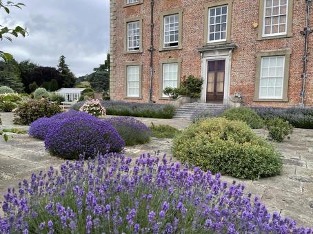 ラベンダー ラベンダー,イギリス,ヨーロッパの写真素材