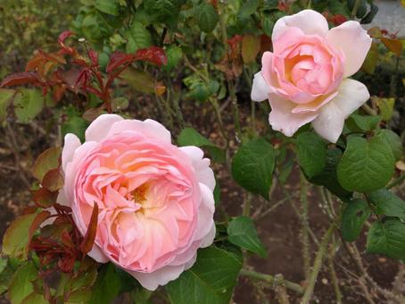ピンクのバラ バラ,薔薇,flowerの写真素材