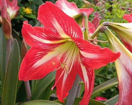 Photo, amaryllis, flower, red, 