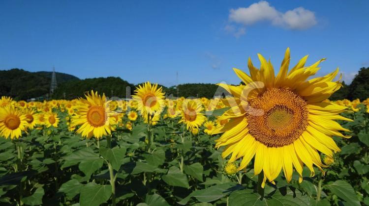 アスピア玉城の満開のひまわり畑 ひまわり畑,満開,夏の写真素材