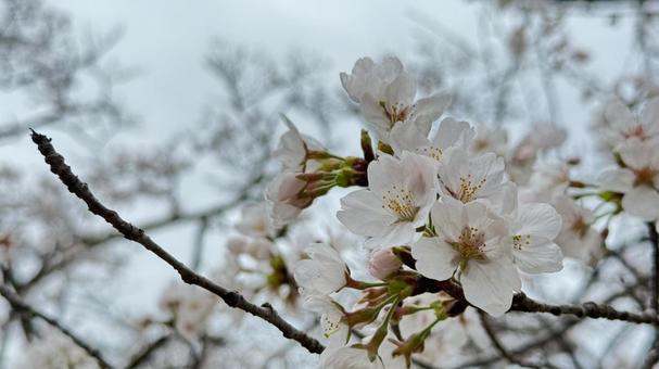 桜3 桜3の写真