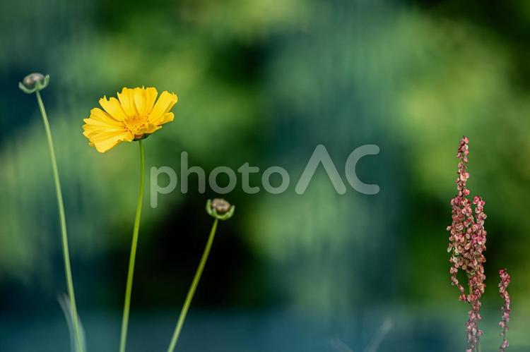 オオキンケイギクとスイバ オオキンケイギク,黄色,花の写真素材