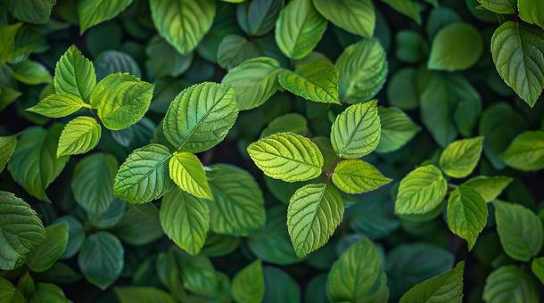 葉っぱ　テクスチャーの写真