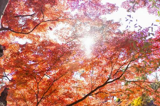 紅葉 紅葉の写真