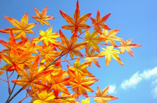 紅葉と青空① 紅葉と青空① 紅葉,青空,雲の写真素材