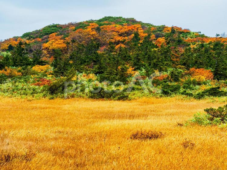 紅葉の栗駒山（須川岳） 栗駒山,須川岳,神の絨毯の写真素材