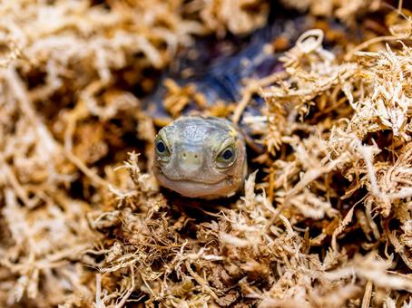 Photo, chinese box turtle, box turtle, turtle, 