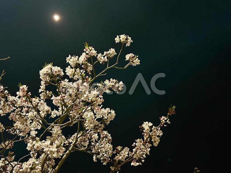 春のお花見で月に夜桜もまた美しい（横） 桜,夜桜,宴会の写真素材