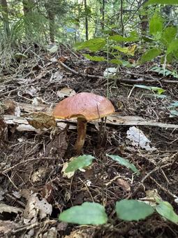 きのこ（ハナイグチ）の写真