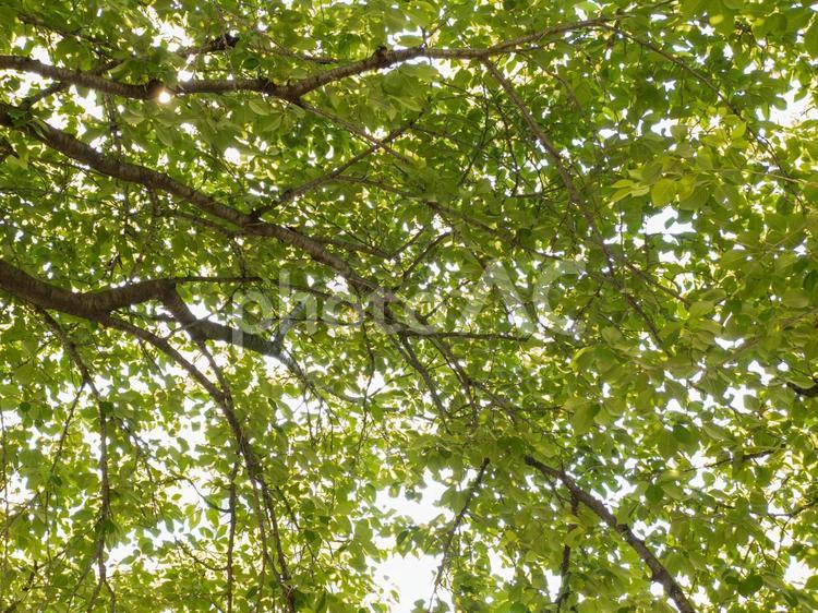 木漏れ日 木漏れ日,木,葉っぱの写真素材