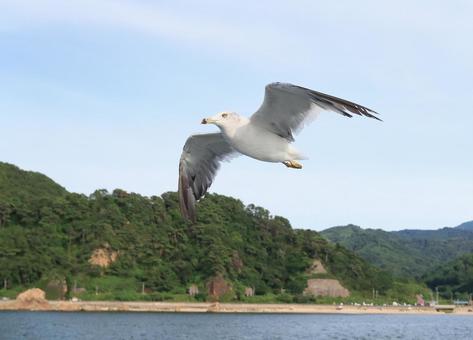 ウミネコ 笹川流れに舞う ウミネコ 笹川流れに舞う ウミネコ,海猫,鳥の写真素材