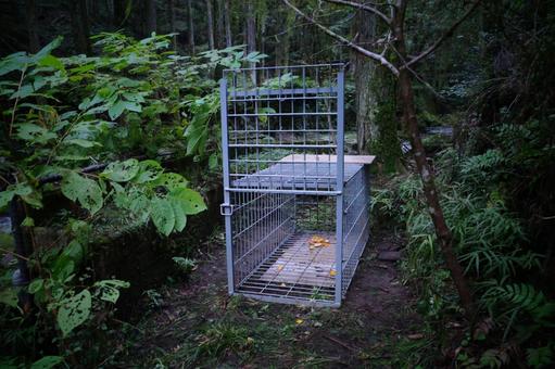 狩猟の箱わな 狩猟の箱わな 狩猟,狩り,ハンターの写真素材