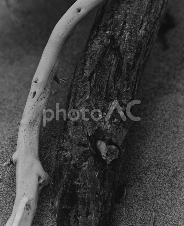 白と黒の流木 流木,海岸,モノクロフィルムの写真素材