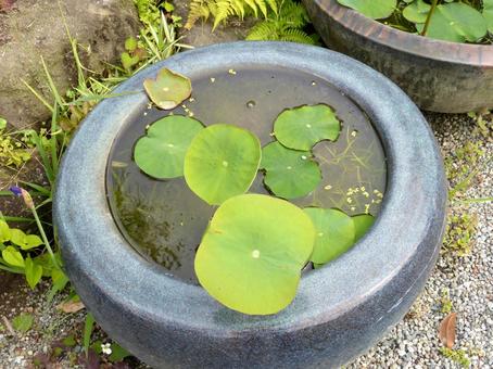 鎌倉・本覚寺境内のハスの育つ鉢 鎌倉・本覚寺境内のハスの育つ鉢 ハス,葉,植物の写真素材