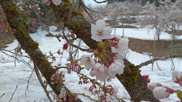 雪中桜 桜,雪,桜公園の写真素材