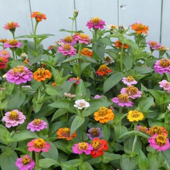 Colorful summer flowers, small zinnia flowers, JPG