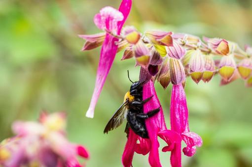サルビアとクマバチ⑿ サルビアとクマバチ⑿ 蜂,クマバチ,花の写真素材