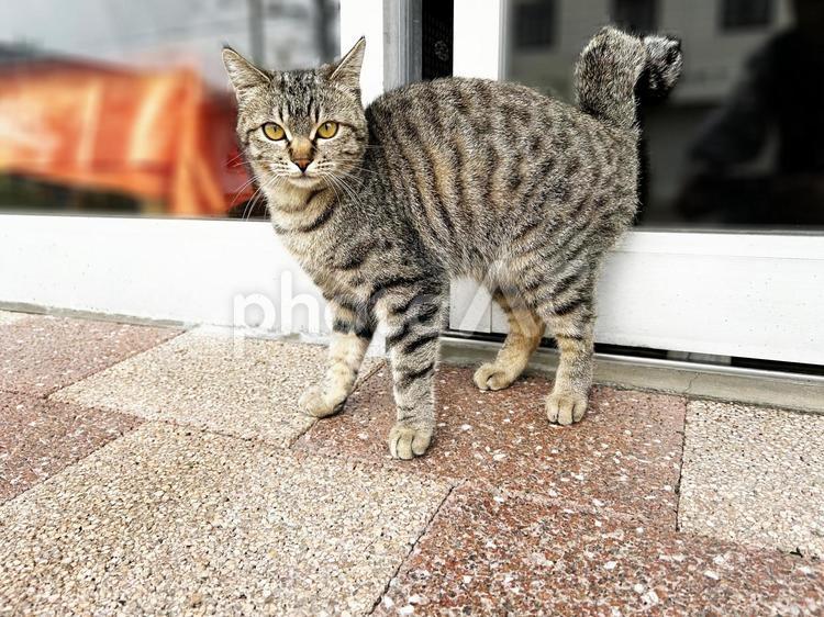 目が合った鍵シッポ猫 サバトラ猫,ノラ猫,保護猫の写真素材