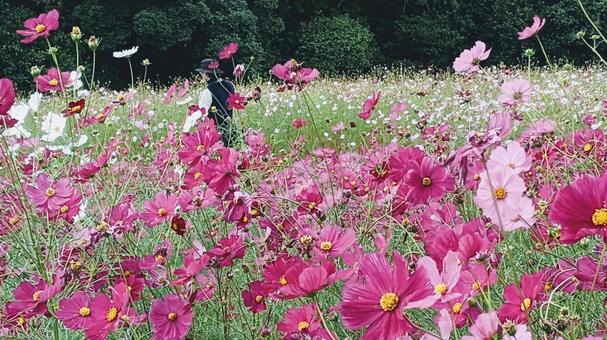 コスモス畑 コスモス畑 黄色,コスモス,花の写真素材