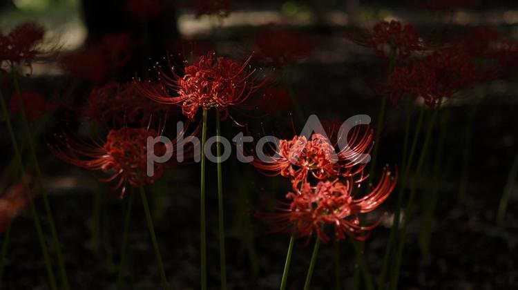 【花の写真】彼岸花 彼岸花,ヒガンバナ,花の写真素材