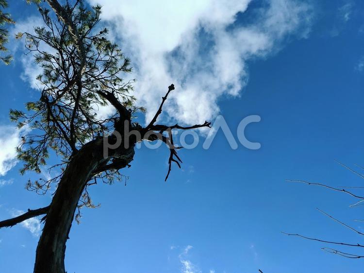 ホットマイクパワースカイ30号(空、雲、木)御嶽神社　愛知県犬山市 空,自然,青の写真素材