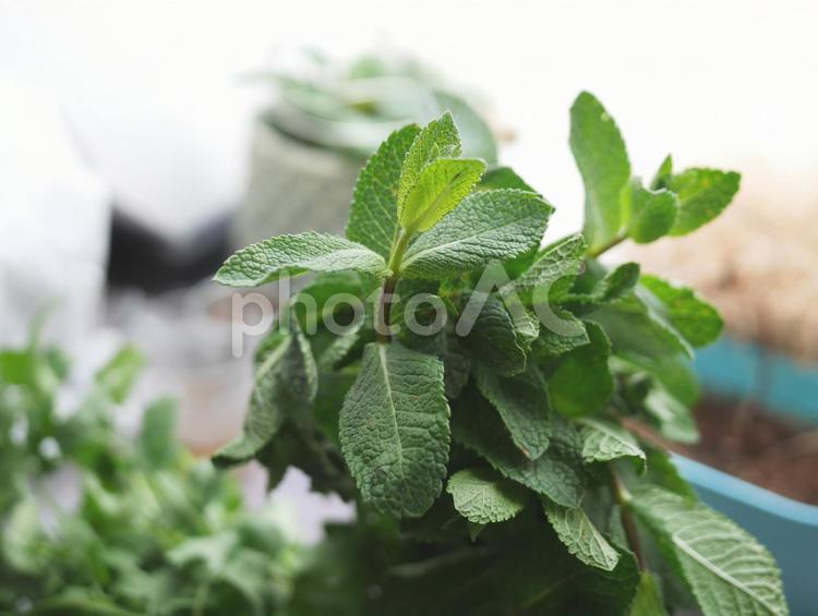 ミント mint ミント,ハーブ,グリーンの写真素材