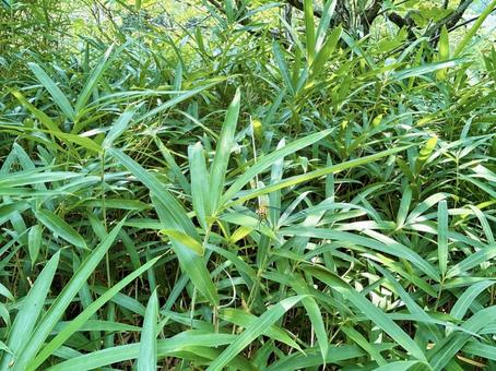 ササの葉にたたずむトンボ ササの葉にたたずむトンボ ササ,笹,葉の写真素材