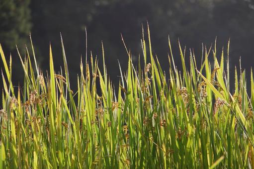 朝の光で輝く稲 朝の光で輝く稲の写真