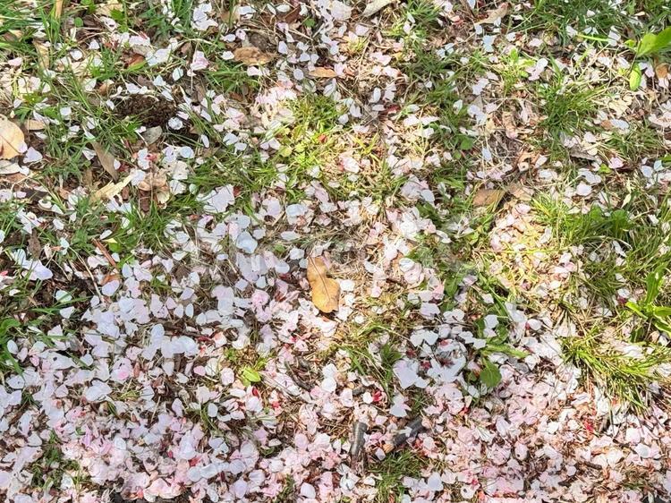桜の花びらが落ちている2 小さい,土,地面の写真素材