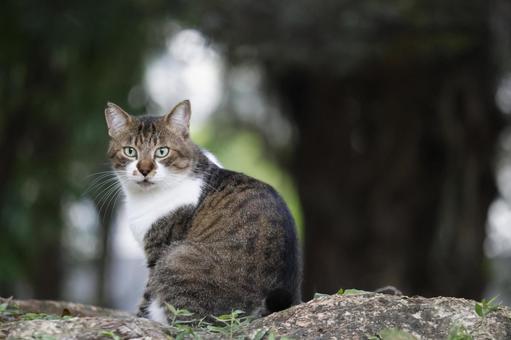 公園ネコ　沖縄県　那覇市の写真